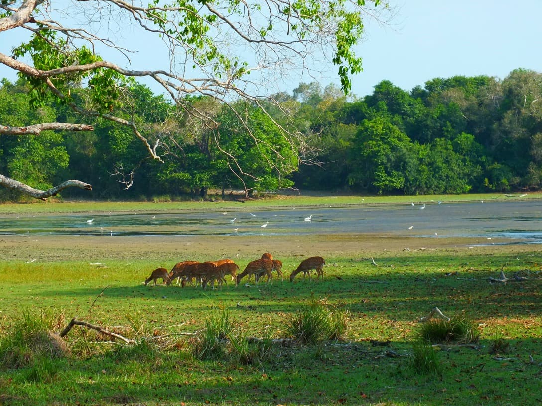 Parco nazionale di Wilpattu